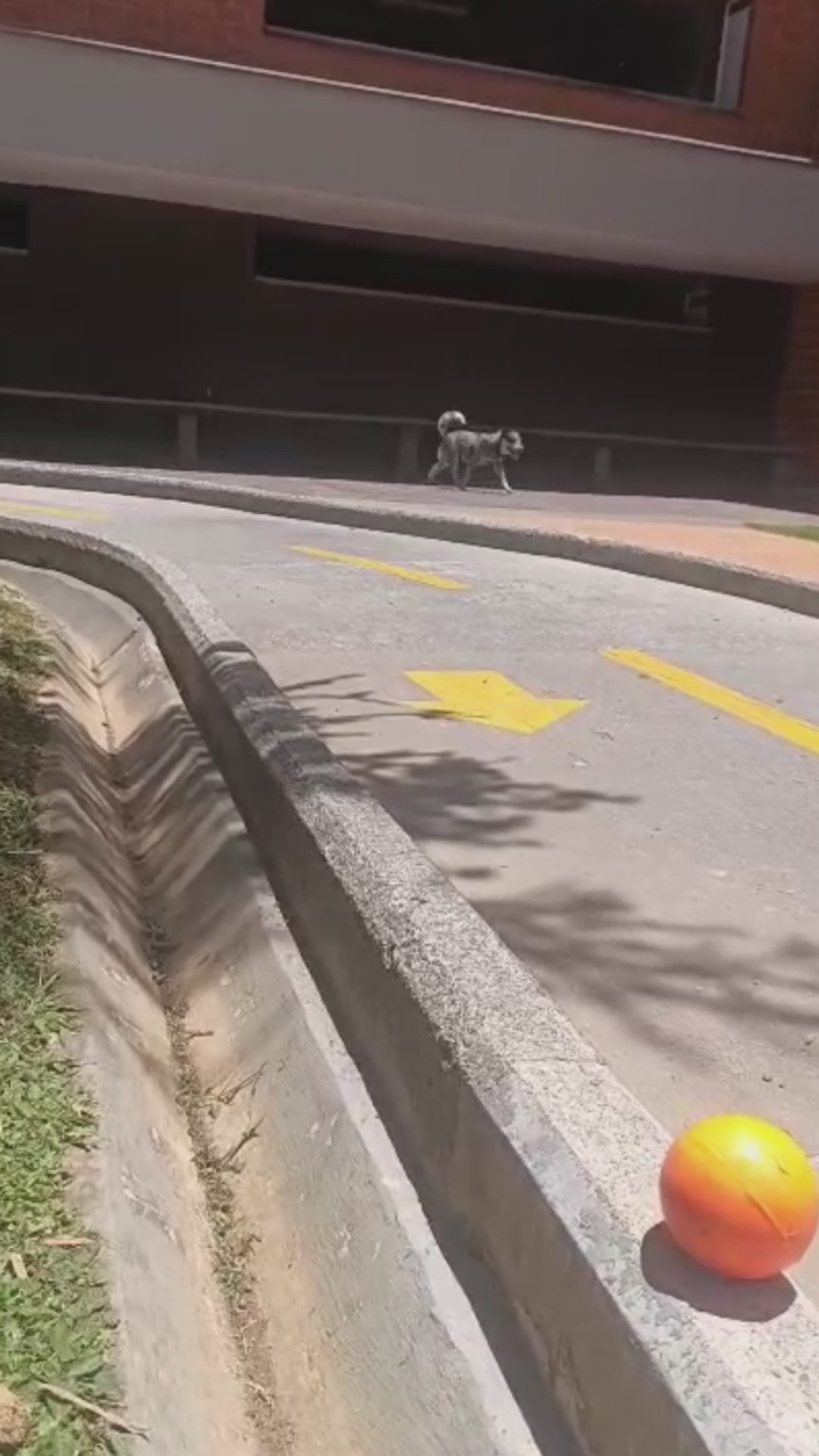 Cargar video: Perro explorando e interactuando con SNIFFBALL de GWOW! Pet Lab mediante el olfato.